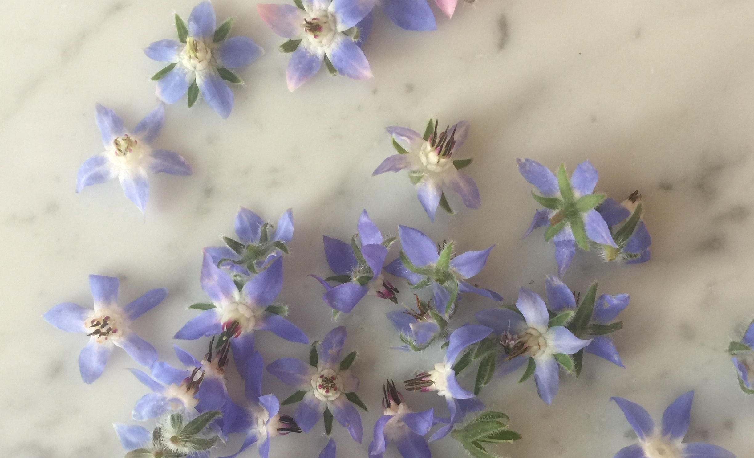 Borage flowers blue purple pink on white marble countertop forgotten herbs